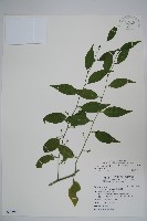 藏品(毛瓣蝴蝶木)的圖片