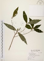 藏品(黑星紫金牛)的圖片