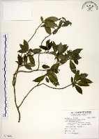 藏品(華八仙)的圖片