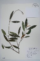 藏品(大錦蘭)的圖片