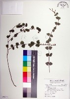 藏品(南台灣黃岑)的圖片