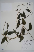 藏品(絨毛芙蓉蘭)的圖片