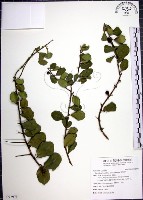 藏品(烏柑仔)的圖片