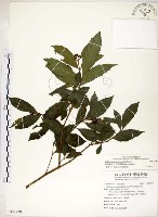 藏品(疏齒紫珠、恆春紫珠)的圖片