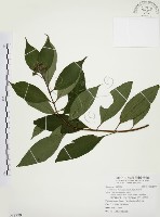 藏品(毛玉葉金花)的圖片