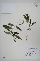 藏品(針刺草)的圖片