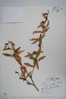 藏品(臺灣小蘗)的圖片