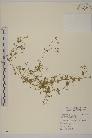 藏品(繁縷)的圖片