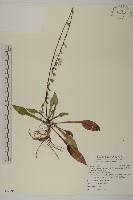 藏品(臺灣鬼督郵)的圖片