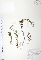 藏品(玉山水苦賈)的圖片