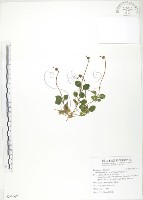 藏品(單花鹿蹄草)的圖片