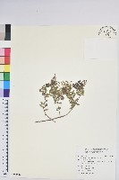 藏品(高山白珠樹)的圖片