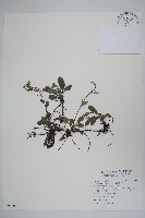 藏品(臺灣附地草)的圖片