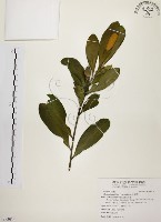 藏品(大頭茶)的圖片