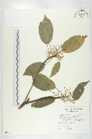 藏品(薯豆)的圖片