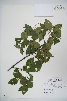 藏品(紅子莢迷)的圖片