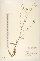 藏品(玉山毛蓮菜)的圖片