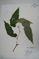 藏品(圓果秋海棠)的圖片