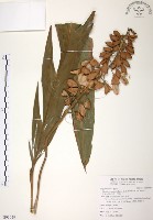 藏品(月桃、艷山姜、玉桃)的圖片