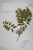 藏品(黃連木、爛心木)的圖片