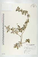 藏品(小葉胡頹子)的圖片