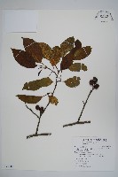 藏品(臺灣赤楊、臺灣榿木)的圖片