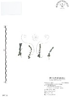 藏品(厚葉龍膽)的圖片