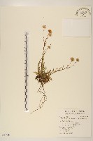 藏品(福山氏飛蓬)的圖片