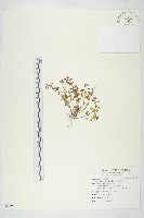 藏品(火焰草)的圖片