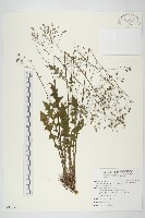 藏品(台灣黃鵪菜)的圖片