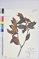 藏品(珍珠花、長尾葉越橘)的圖片