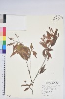 藏品(巒大越橘)的圖片