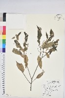 藏品(白校欑)的圖片