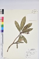 藏品(臺灣杜鵑)的圖片