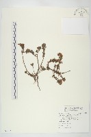 藏品(星果佛甲草)的圖片