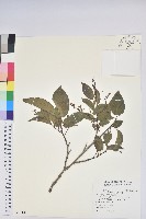 藏品(南燭)的圖片