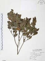 藏品(小葉赤楠)的圖片