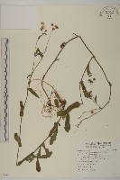 藏品(日本假蓬)的圖片