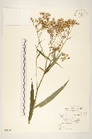 藏品(黃菀)的圖片