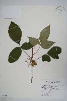 藏品(臺灣藤漆)的圖片