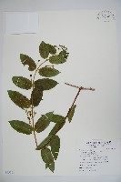 藏品(阿里山忍冬、漸尖葉忍冬)的圖片