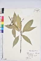 藏品(三斗石櫟)的圖片