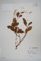 藏品(酸藤)的圖片