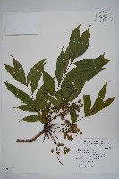 藏品(木蠟樹、山漆)的圖片