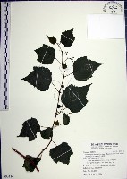 藏品(漢氏山葡萄)的圖片