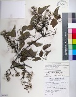 藏品(大肚山威靈仙)的圖片