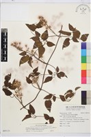 藏品(大肚山威靈仙)的圖片