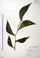 藏品(食用樓梯草)的圖片