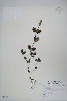 藏品(爵床)的圖片