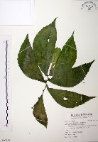 藏品(食用樓梯草)的圖片